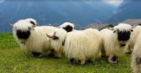 Fluffy Valais Blacknose Sheep Look Just Like Stuffed Animals Pet Buzz