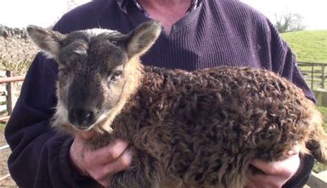 Adorable Sheep Goat Hybrid Born After Rare Barnyard Romance The Dodo