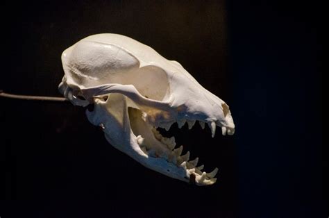 How To Identify Mammal Skulls Discover Wildlife
