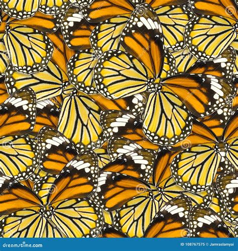 Seamless Pattern Background Of Macro Butterfly Wing Stock Image Image