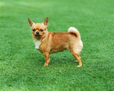 Chihuahua Dog Breed Facts Highlights And Buying Advice