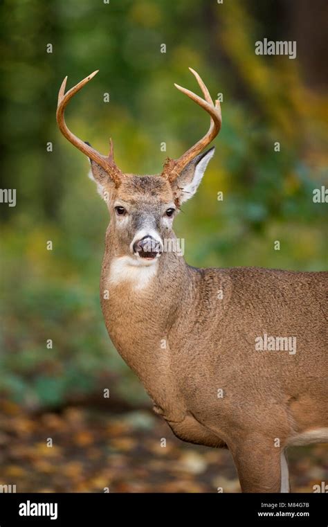 Whitetail Buck Hi Res Stock Photography And Images Alamy