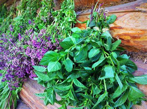 Мантра помогающая похудеть Трава, регулирующая обмен веществ и помогающая похудеть: как правильно Трава, регулирующая обмен веществ и помогающая похудеть: как правильно Мантра помогающая похудеть