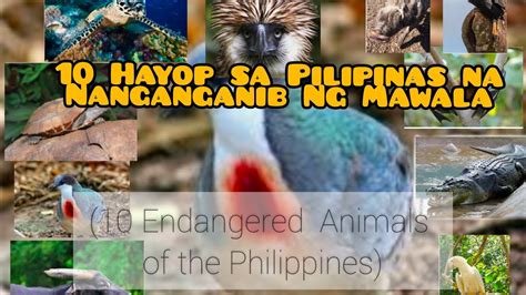 10 Hayop Sa Pilipinas Na Nanganganib Maubos10 Philippines Endangered