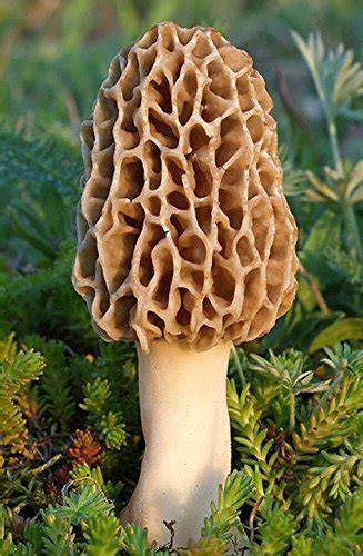 How To Grow Morel Mushrooms Indoors A Step By Step Guide For Beginners