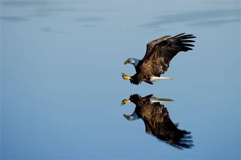 Free Images Water Wing Wildlife Beak Flight Hawk Feather Fauna