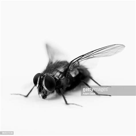 Black Fly Isolated Photos And Premium High Res Pictures Getty Images