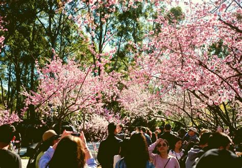 Share Was Part Of The Cherry Blossom Festival Senior Day Share Smr Inc