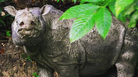 Last Surviving Sumatran Rhinoceros Dies In Malaysia Fox News