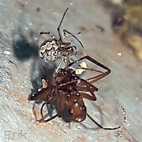 Aranha Que Parece Formiga