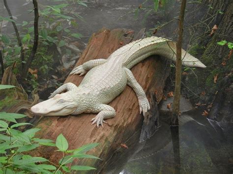 Albino Alligator 💜 Rare Albino Animals Albino Animals Rare Animals