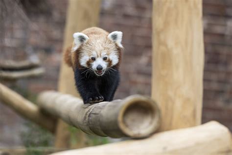 Red Panda Exhibit And Cottages New To West Midland Safari Discover