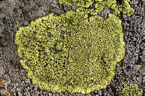 Lichens Are Symbiotic Fungi And Algae Stock Image Image Of Color