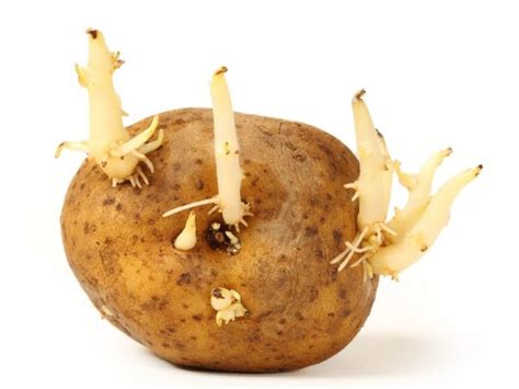 Sprouting potatoes quick tip the wisconsin vegetable. Potato Sprouts: Are They Good? | Organic Facts