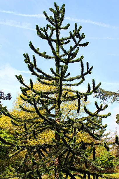 This plant will provide nectar and pollen for bees and the many other types of pollinating insects. Royalty Free Monkey Puzzle Tree Pictures, Images and Stock ...