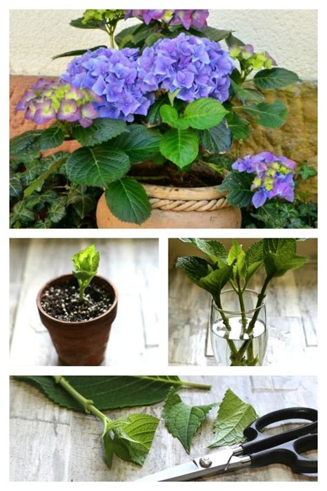 Apply a general slow release fertiliser that will last for five months. Hydrangea Care - Growing, Propagating and Drying Hydrangea ...