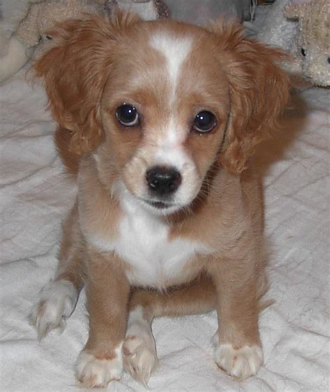 He is an adorable, captivating beauty who is well socialized, lovable, and friendly. Chi-Spaniel: 8 Week Old ChiSpaniel Puppy