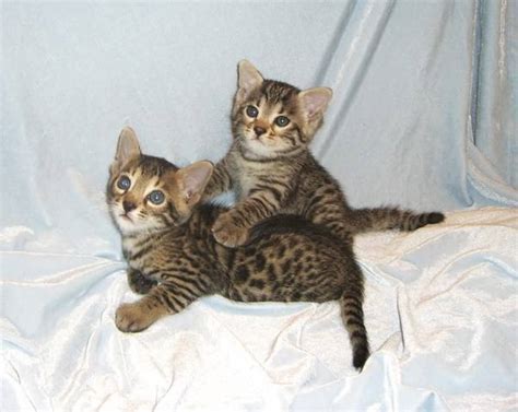 ~~bengal cats, bengal kittens, bengal kittens for sale, bengal cats for sale, bengals for sale, bengal breeders, bengal breeders florida, bengal breeders we have the most exotic bengal kittens and cats in florida ! F2 Bengal kittens FOR SALE ADOPTION from Davie Florida ...