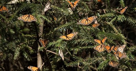 un millón de árboles más para los bosques de la mariposa monarca wwf