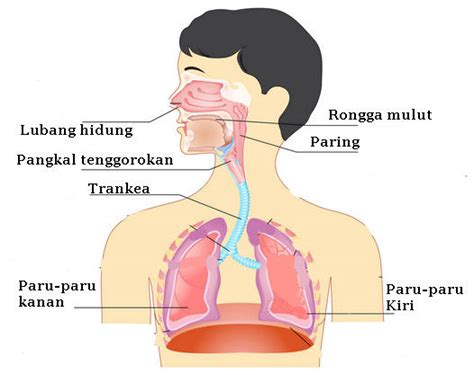 Pengambilan udara yang kaya oksigen ke dalam tubuh selama bernafas disebut inhalasi dan mengeluarkan udara yang kaya karbon dioksida disebut ekshalasi. Sistem Pernafasan Pada Manusia - Sumber Pengetahuan