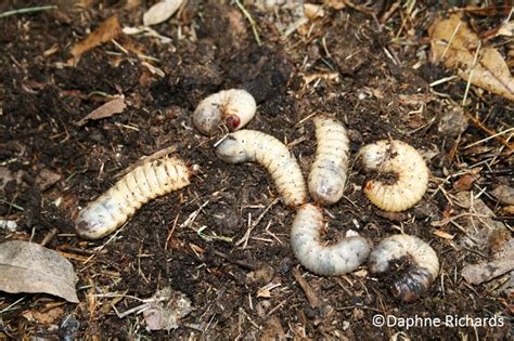 The Scientific Gardener Composting With Grubs