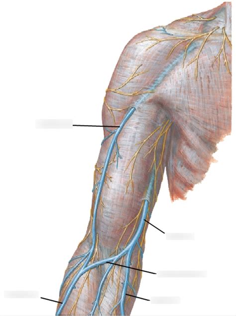 Upper Limb Venous System Ii Diagram Quizlet