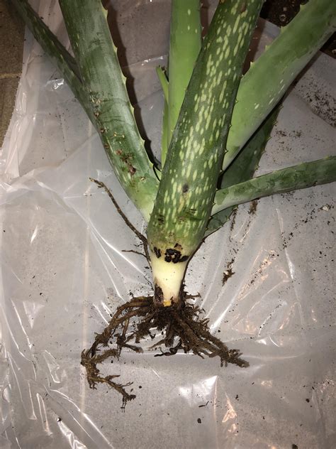 Aloe Vera Root Rot I Suspected This Guy Had Root Rot From A Few Dying Leaves I Pulled Off Now