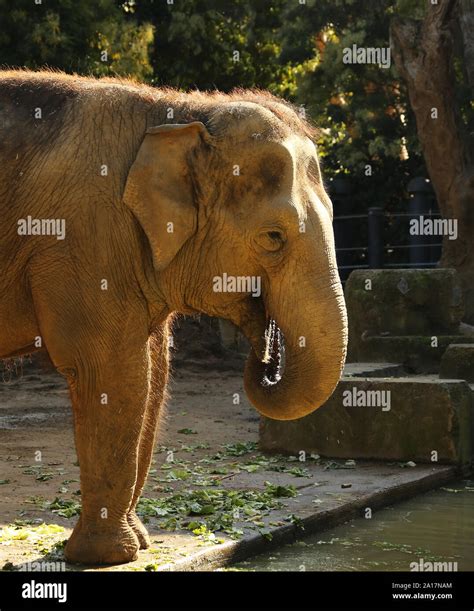 Elephant Feeding Stock Photo Alamy