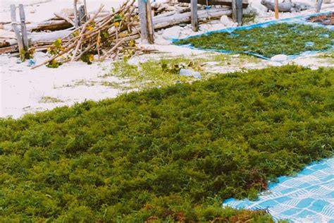 Exploring The Wonders Of Seaweed Cultivation Types And Environmental