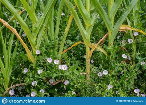 Close Up Of A Corn Field With Bindweed Stock Photo Image Of Copy
