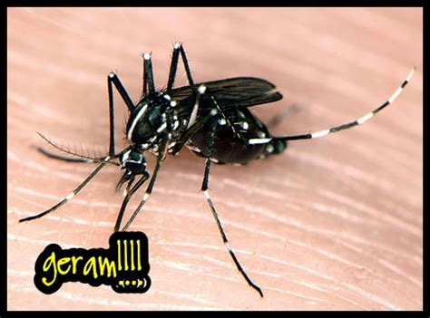 Marahkan nyamuk, kelambu dibakar > angry with the mosquito, you burn the mosquito net! Habis kelambu dibakar... | Miscellaneous STUFF Everyday