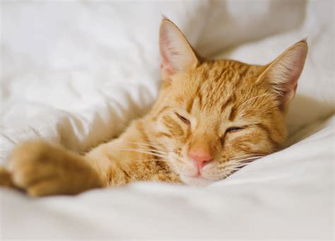 Should You Let Your Cat Sleep In Bed With You 6 Benefits To Consider