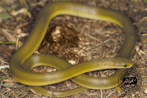 Yellow Bellied House Snake African Snakebite Institute