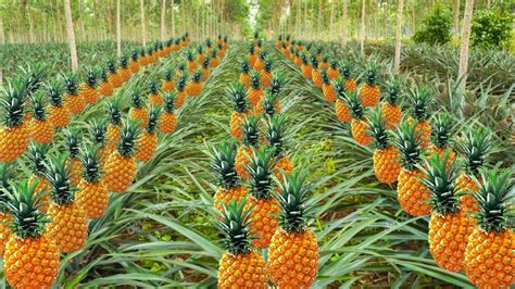 Pineapple Farming अनानास की खेती Ananas Ki Kheti Kaise Karen