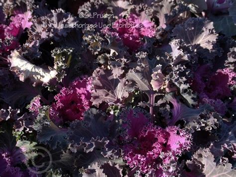 Plantfiles Pictures Flowering Cabbage Ornamental Kale Collard Cole