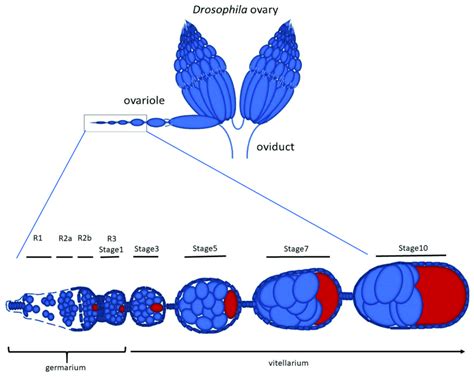 Schematic Representation Of The Drosophila Ovary And Detail Of An Download Scientific Diagram