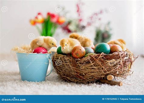 Cute Little Newborn Chicks In A Bucket And Easter Eggs Stock Image