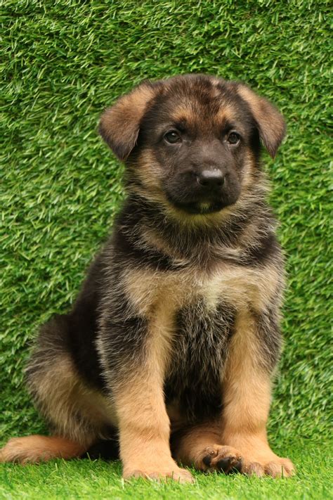 German Shepherd For Sale Puppies In Delhi Ncr At Best Price Dav Pet