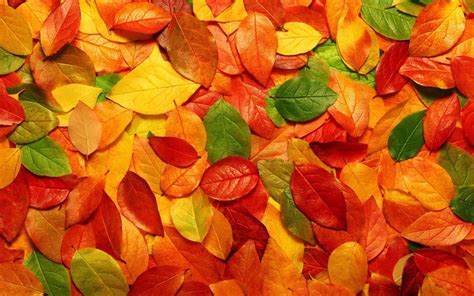Яркие осенние листья обои, картинки, фото | Осенние виды, Падающие листья, Осенние листья
