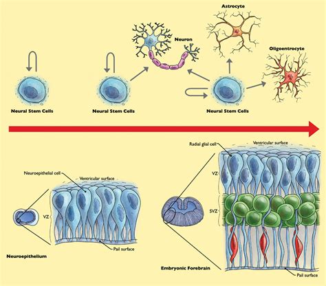 Frontiers The Genetic And Epigenetic Journey Of Embryonic Stem Cells