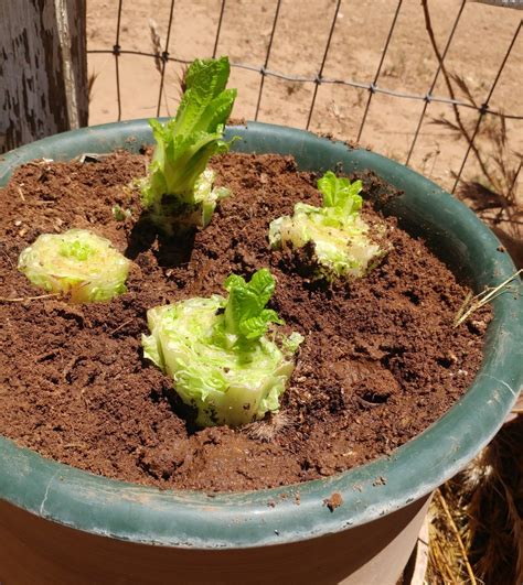 How To Grow Romaine Lettuce From Cuttings Dengarden