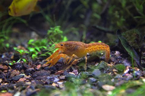 Crayfish are small freshwater lobsters, so similar to lobsters as positive identification can be difficult. Crayfish In Your Aquarium. Interesting Info On Subject