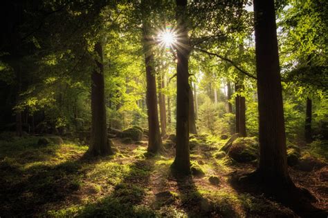 4k Sun Beam Forest Wallpapers High Quality Download Free