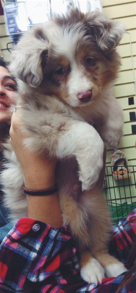 Our toy aussie puppies and mini aussie puppies come to you pre spoiled and ready to take on the world. toy Aussie, 9 wks, red merle | Aussie puppies