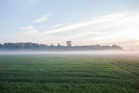 Fog Landscapeearly Morning Mist In The Meadow With Trees Stock Photo