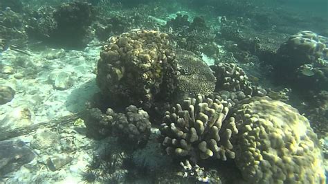 The Reef Of Ramos Beach In Miangas Island Sulu Youtube