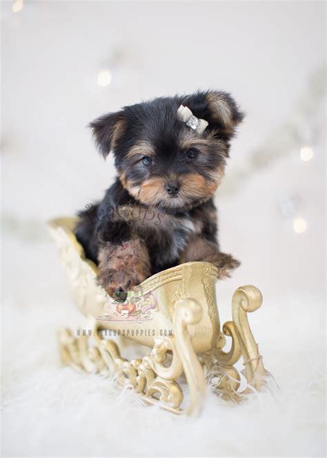 Teacup yorkie puppies for adoption. Shih-Tzu Puppies For Sale | Teacups, Puppies & Boutique