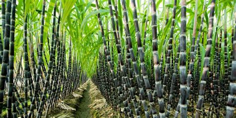 How To Start Profitable Sugarcane Farming In Nigeria Wealth Result