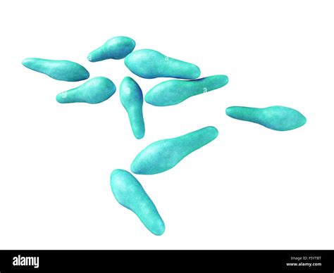 Medical Bacteria Illustration Of The Clostridium Stock Photo Alamy