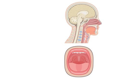 Normal Tonsils Anatomy